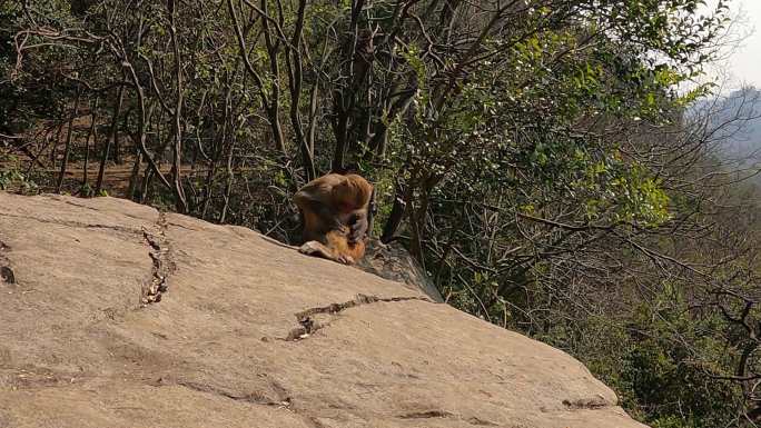 野生猴子坐在岩石上的日常生活