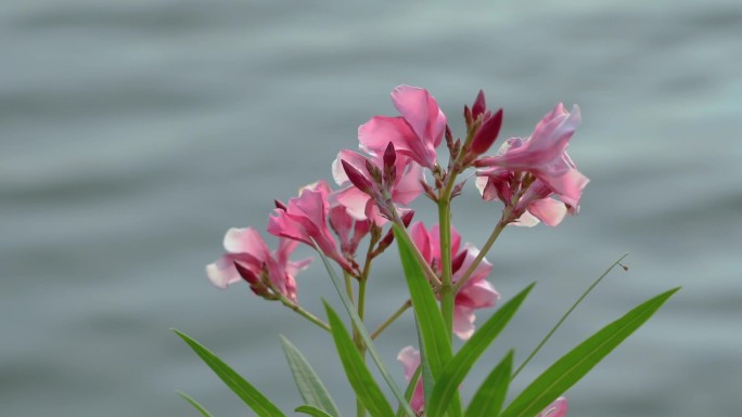 唯美画面湖边鲜花