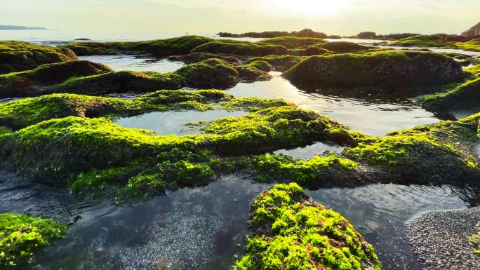 海滩上的日落海景和岩石上的藻类