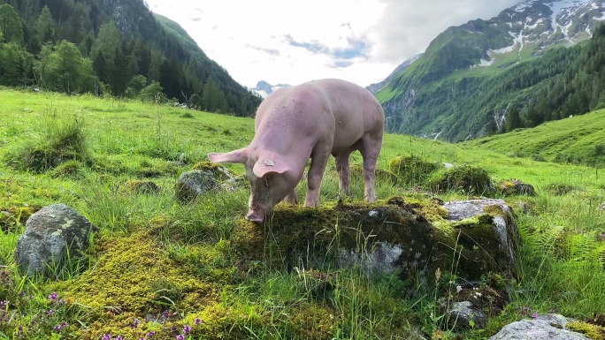 阿尔卑斯山的免费猪