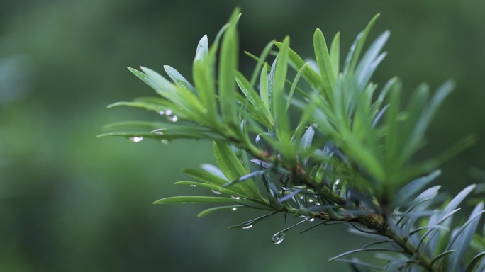 4k雨后罗汉松