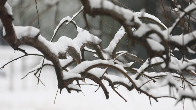 雪景 腊梅 下雪 冬天 冬景 小雪 大雪