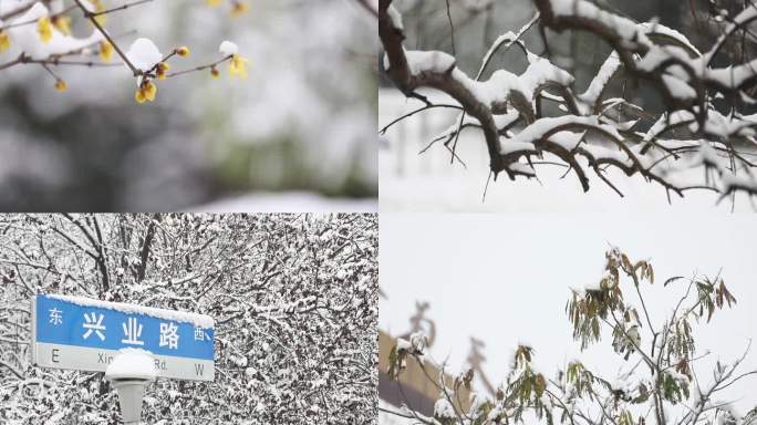 雪景 腊梅 下雪 冬天 冬景 小雪 大雪