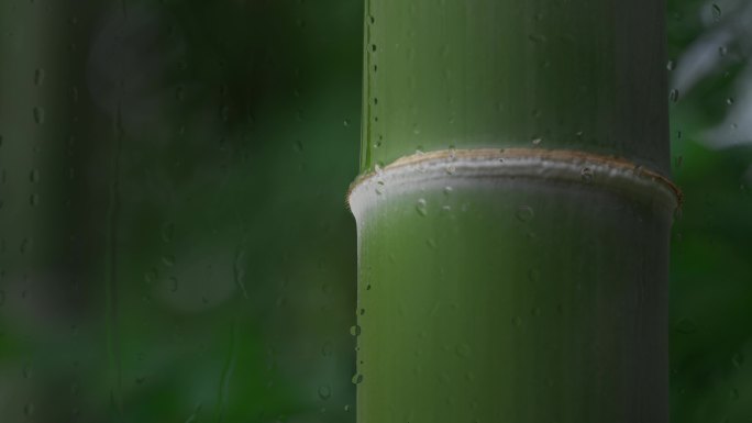 竹林下雨 雨中竹林