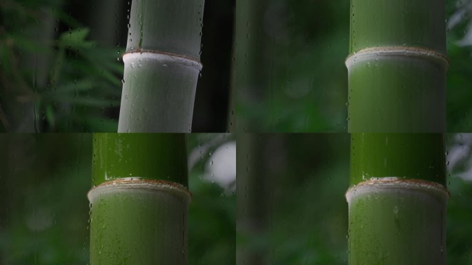 竹林下雨 雨中竹林