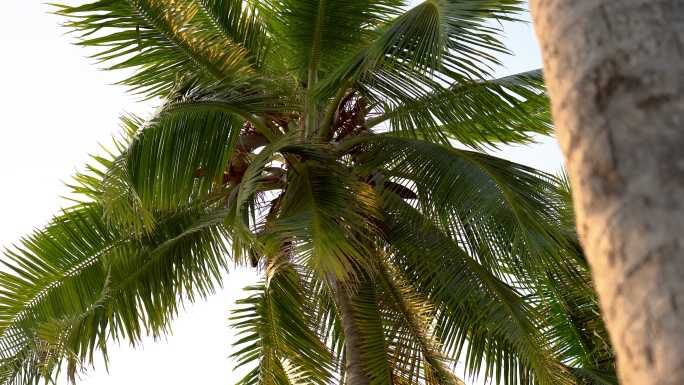 海滩上棕榈树的详细照片