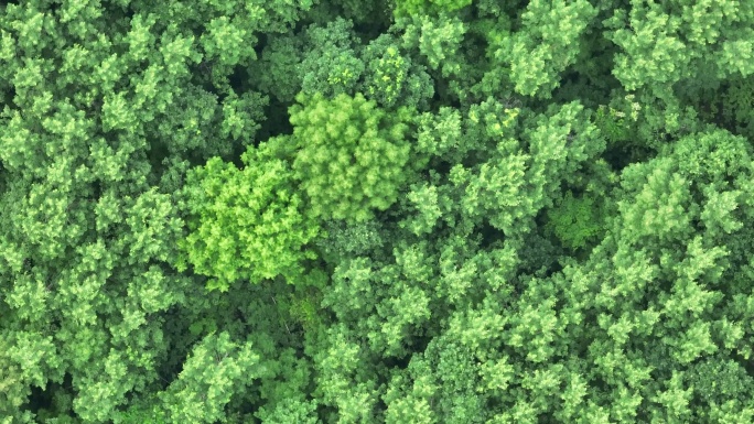 湿地，树林航拍空镜