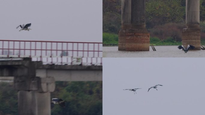 苍鹭飞落机场附近水面【集锦】