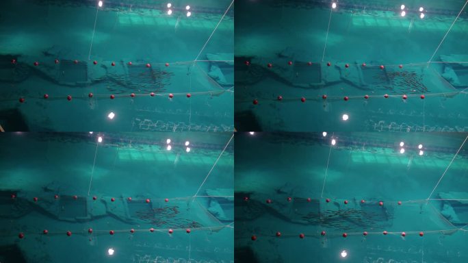 海洋公园 动物 模拟海洋