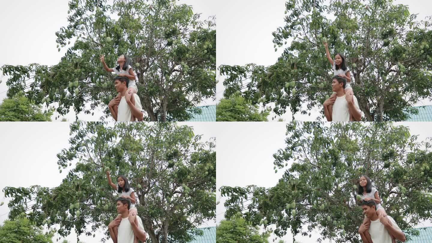 亚洲小女孩骑在父亲的肩上，在前院的树上摘芒果。父亲和家庭生活方式的观念。