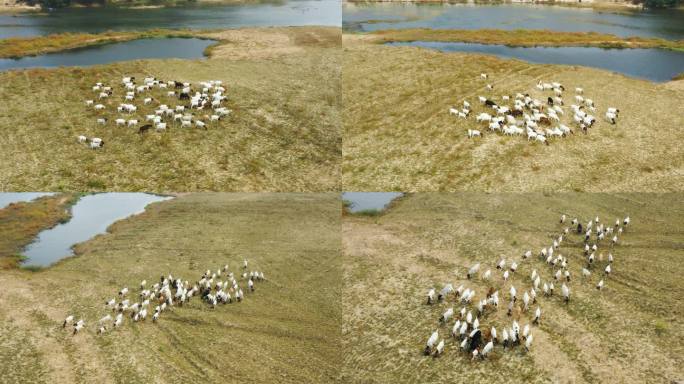 羊群草原放牧