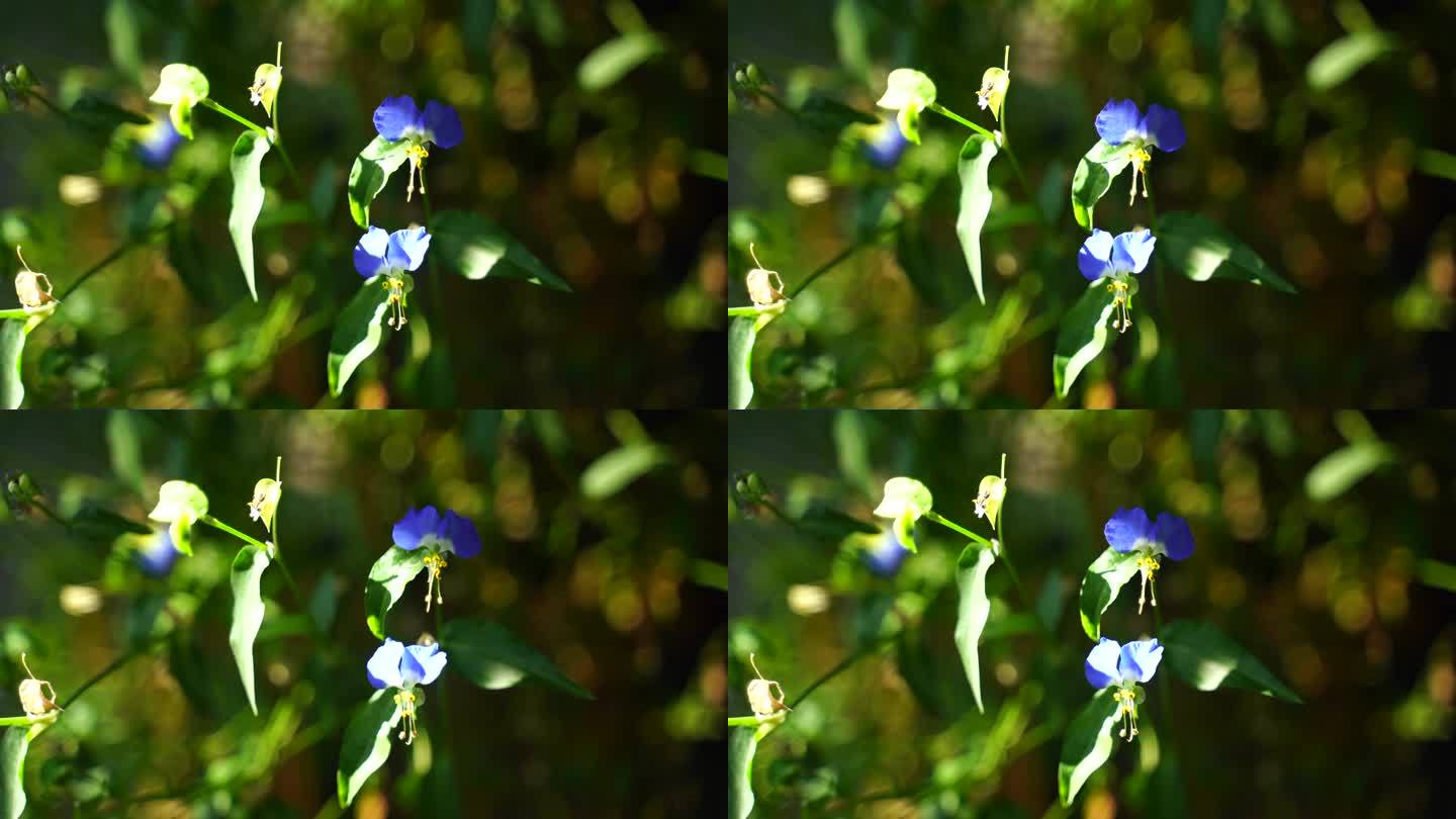 鸭跖草蓝色花朵草本植物