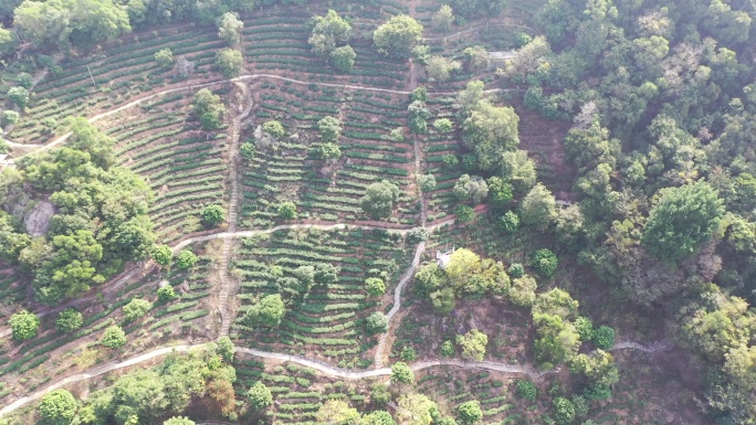 泉州清源山茶山航拍安溪铁观音茶园