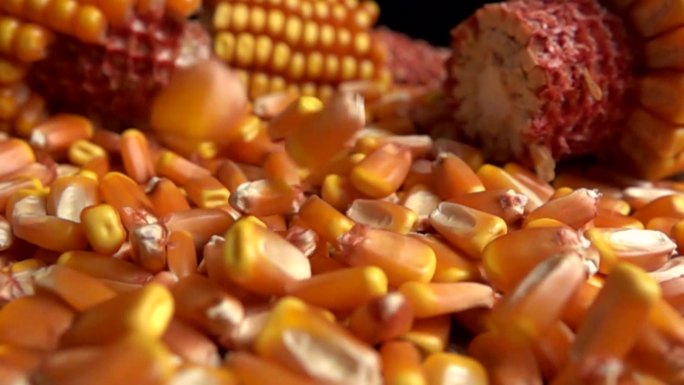 玉米升格创意短视频