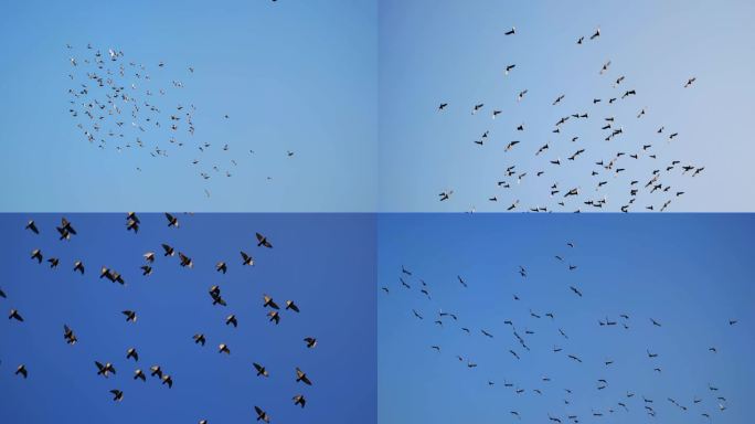 鸽子 飞鸽 飞鸟 鸽群 鸽子在蓝天飞翔