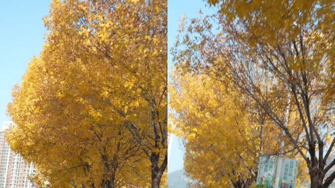唯美秋景竖版视频秋季金黄树叶道路视频秋色