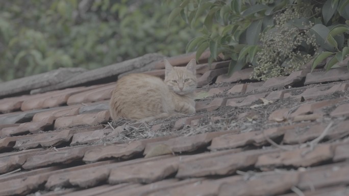 屋顶上打盹的猫咪+未调色