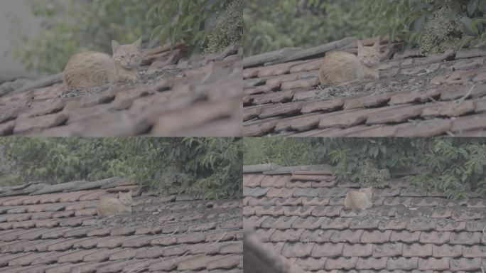 屋顶上打盹的猫咪+未调色
