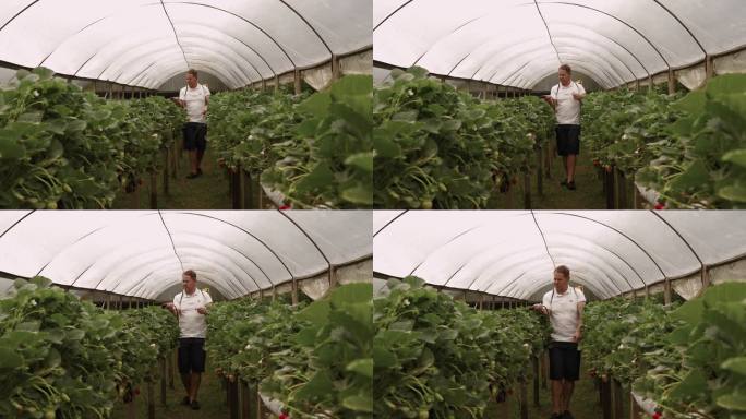 农民在温室内给草莓植物施用营养素