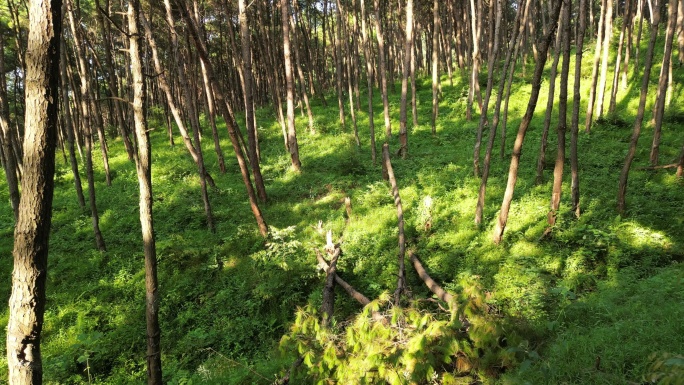 阳光 树林 植物