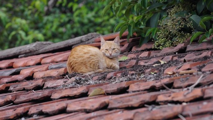 屋顶上打盹的猫咪+已调色