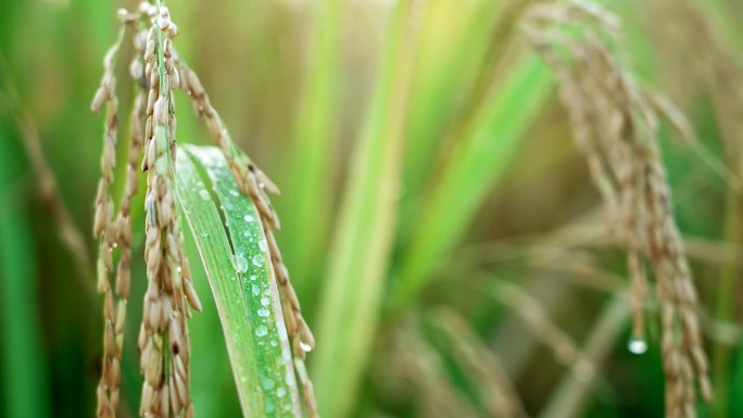 农作物水稻