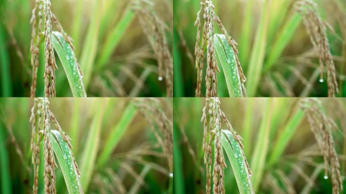 农作物水稻