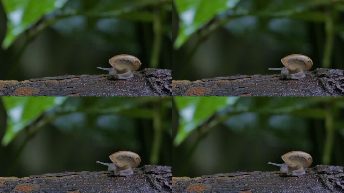 在热带雨林中，蜗牛在木材上爬行。