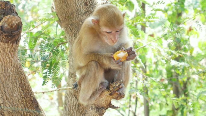 猴子在树上吃水果野生猴子动物世界生物多样