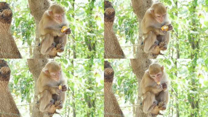 猴子在树上吃水果野生猴子动物世界生物多样