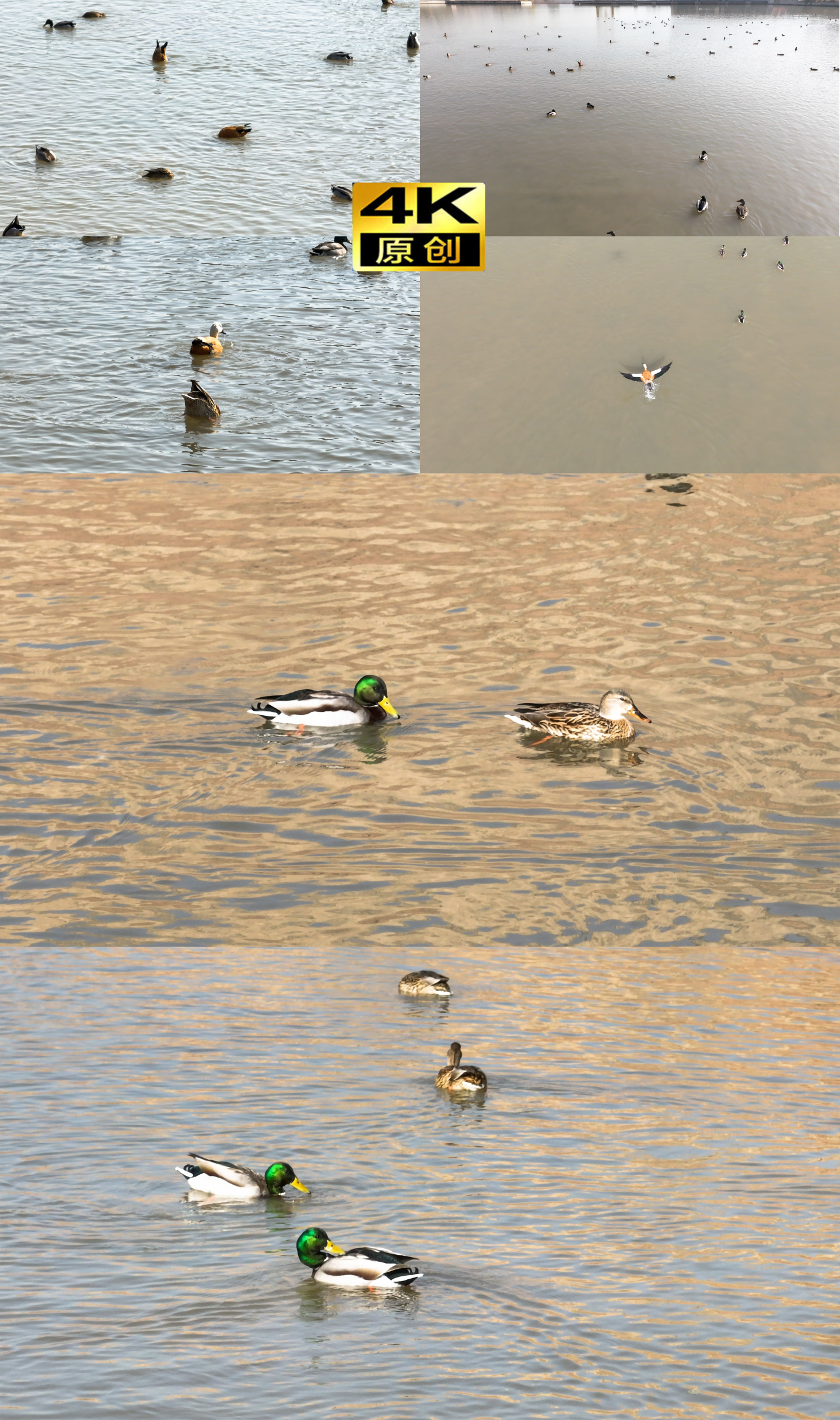 4K绿头鸭、赤麻鸭、野鸭在黄河觅食特写