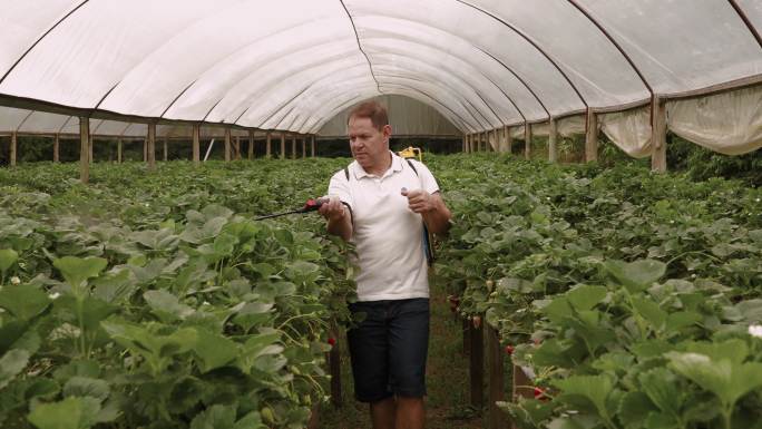 农民在温室内给草莓植物施用营养素