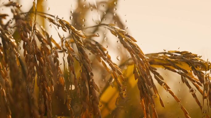 雨中的稻田 露珠滴落在水稻上 雨中稻谷