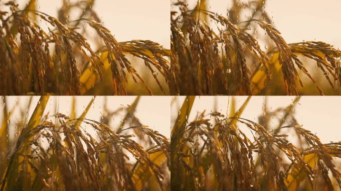 雨中的稻田 露珠滴落在水稻上 雨中稻谷