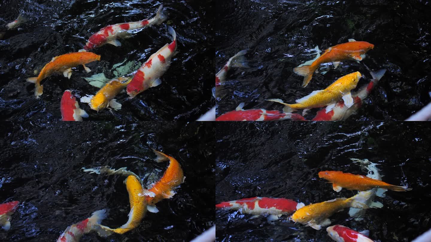 ฺ水中美丽的锦鲤鱼缸观赏鱼小鱼儿