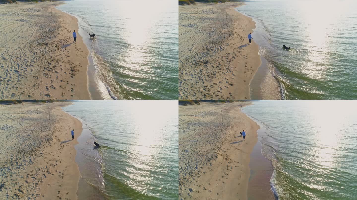 在阳光明媚的秋天，55岁的成熟、活跃、迷人的女人在波罗的海的沙滩上与她的大狗Zennenhund玩耍