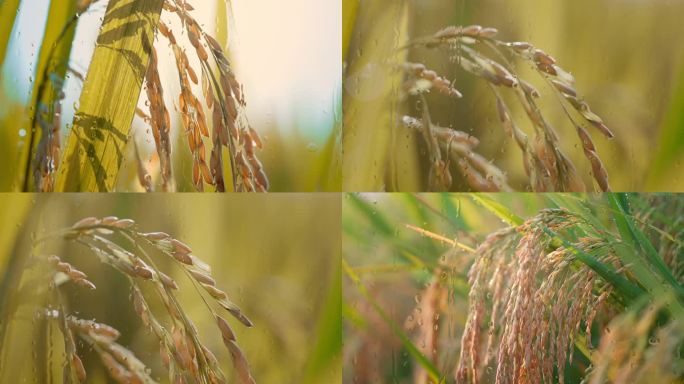 雨中的稻田 露珠滴落在水稻上 雨中稻田