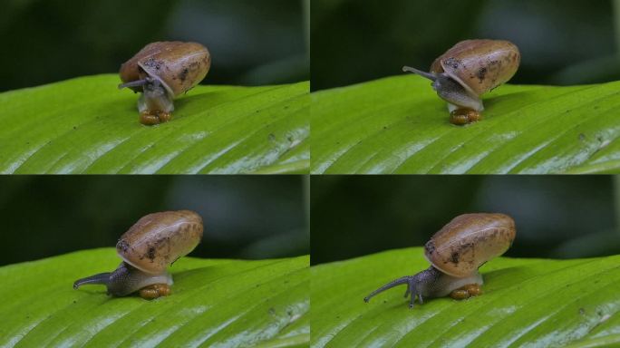 在热带雨林中，蜗牛在一片树叶上爬行。