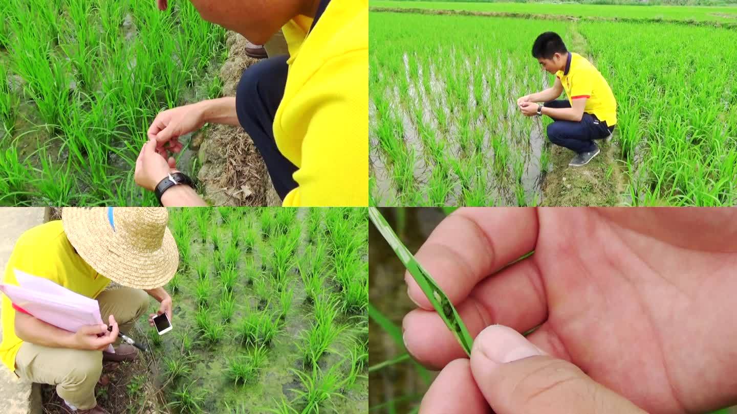 水稻防虫害 卷叶虫