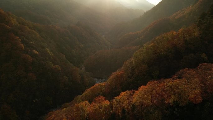 四川光雾山秋季红叶航拍耶稣光向前运镜