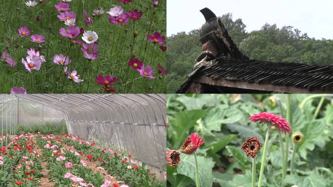 花卉 花卉种植  鲜花种植 美丽乡村