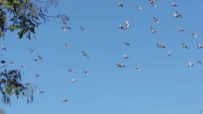 一群飞翔的鸽子