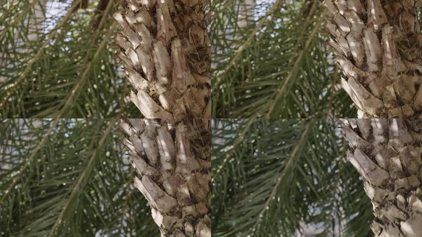 4K升格拍摄棕榈树光影斑驳
