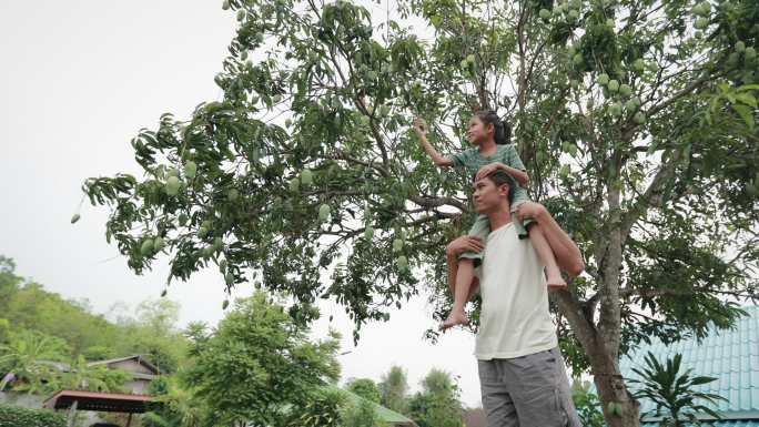 亚洲小女孩骑在父亲的肩上，在前院的树上摘芒果。父亲和家庭生活方式的观念。