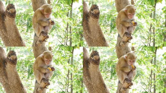 猴子在树上吃水果野生猴子动物世界生物多样