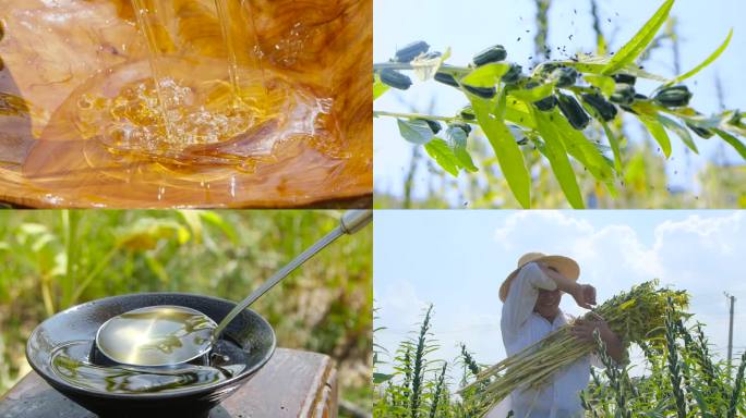 芝麻种植