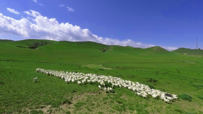 草原上吃草奔跑撒欢羊群航拍