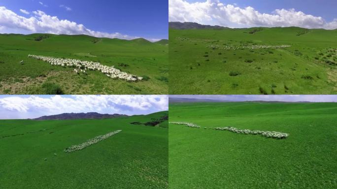 草原上吃草奔跑撒欢羊群航拍