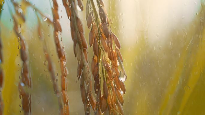 雨后的稻田 水稻露珠水珠 雨中稻谷