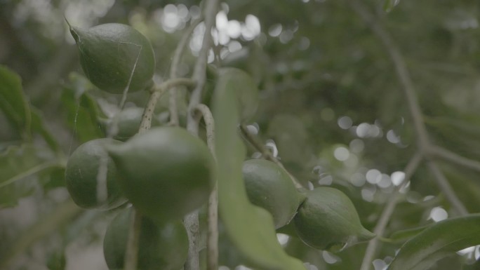 长在树上夏威夷果在树上的样子，澳洲坚果